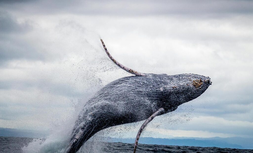 Whale jumping out of the water